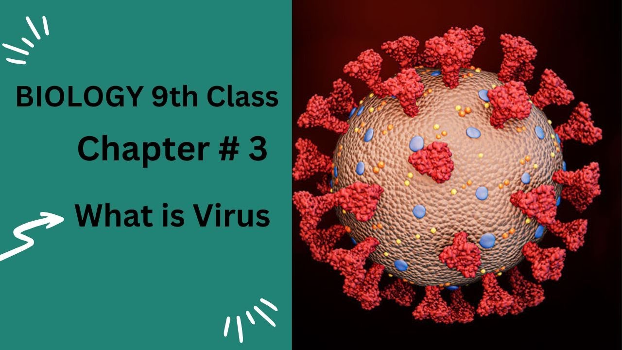 What Is Virus Living And Non living Characteristics Of Virus YouTube What Is Virus Living And Non living Characteristics Of Virus YouTube
