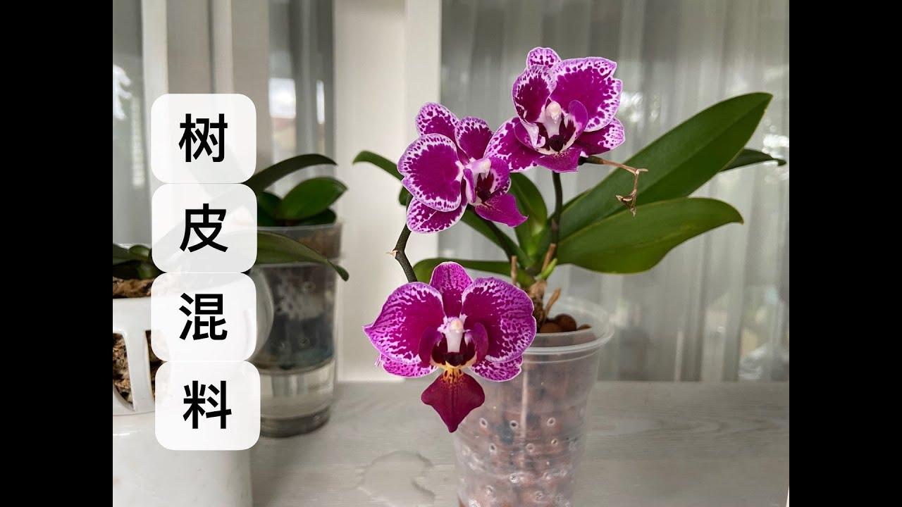 蝴蝶兰植料 树皮混料包含哪些成分 有什么特性 树皮 椰壳 木炭 珍珠岩 水苔 陶粒 等 静姐说花569 21 Youtube 蝴蝶兰植料 树皮混料包含哪些成分 有什么特性 树皮 椰壳 木炭 珍珠岩 水苔 陶粒 等 静姐说花569 21 Youtube