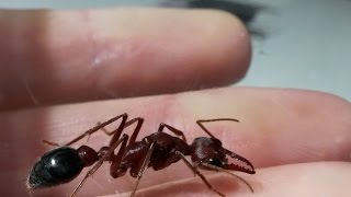 Bulldog Ant Preening and Grooming Herself