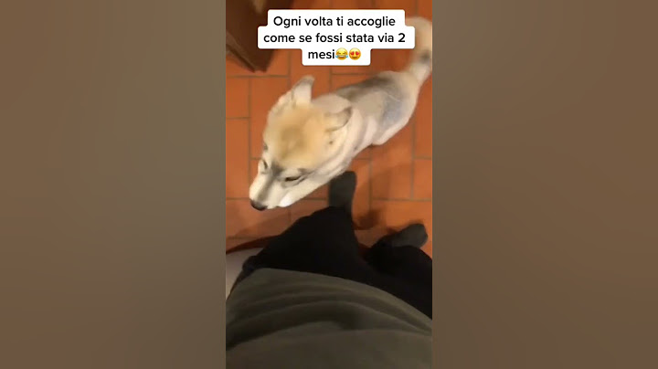Cosa SUCCEDE quando lasci un CUCCIOLO di CANE SOLO in CASA😨🐶🫢#cane #cani #dog #dogs #huskypuppy