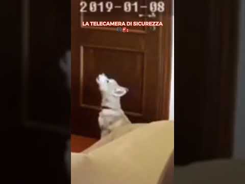 Video: Cani che salvano vite