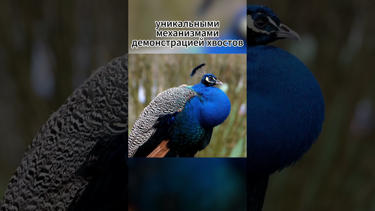 А вы знали что павлины великолепные птицы? #facts #animals #животные