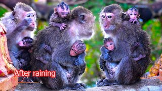 Lovely mom and baby monkeys looks very happy after first raining | Cute Wildlife Park