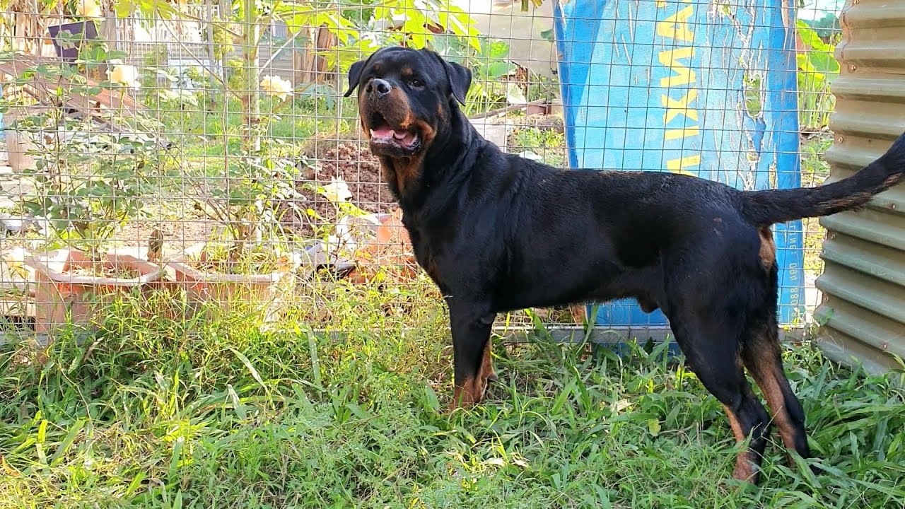 Rottweiler đực Nano gặp bạn mới [ Hụt phối vì quá nước] - YouTube