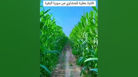 تلاوةعطرة للشيخ محمد صديق المنشاوي لسورة البقرة  من الآية 253 وحنى الاية 255