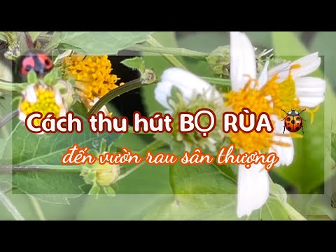 Video: Trồng Bọ rùa Adenophora: Thông tin về Cây Campanula Sai trong Vườn