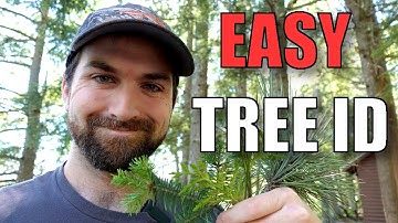 Identifying Northeastern Conifers by the Needles