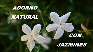 ADORNO NATURAL CON JAZMINES