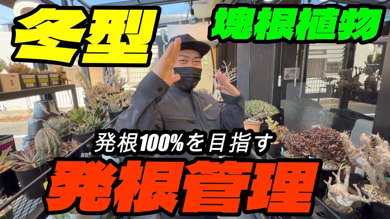 冬型の塊根植物の発根管理【発根100%を目指す！！】北諸コーデックス部
