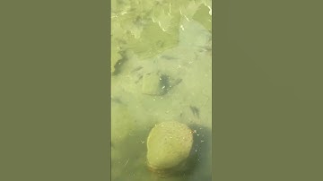 #سورة_التوبة ٩٦-٩٨