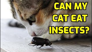 Is It Safe For A Cat To Eat Bugs?