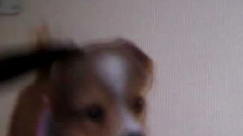 Nintendogs Help and Advice: Advance/Combo Tricks Two Way Backflip Part 2