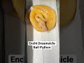 Enchi Dreamsicles hatching now! #ballpythons101