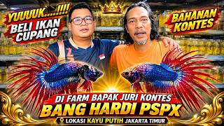 YUUUK BELI IKAN CUPANG BAHANAN KONTES SAMA BAPAK JURI  KONTES