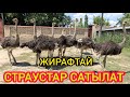 ТӨӨ КУШТАР парасы менен САТЫЛАТ  |  8 баш бар  |  ТУКУМГА кирейин деп калды