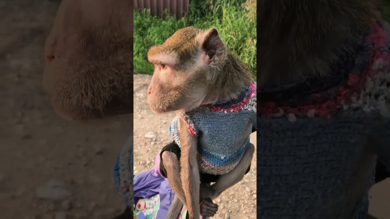 Прогулялись перед сном.... Жарааа 🐒🍃