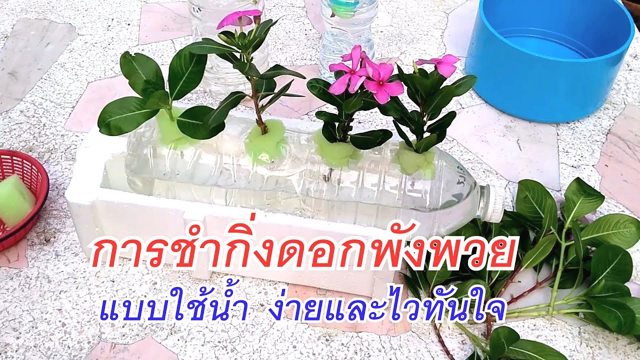 การชำกิ่งดอกพังพวย แบบใช้น้ำ ง่ายและไวทันใจ
