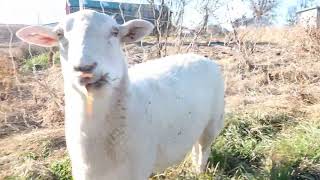 Small scale rotational grazing with sheep