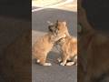 犬が飼い主に捨てられたあと、野良猫は毎日やって来て犬を屋めてくれた。本当に感動的だった。 #ペット #shorts #感動する話