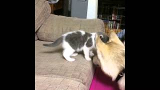 Husky Puppy Meets Kitten