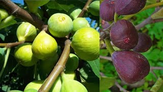 اسهل وافضل طريقة لزراعة شجرة التين | زراعة شجرة التين  Cultivate figs