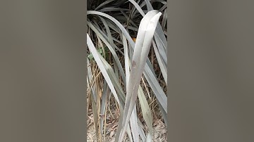 Harvesting New Zealand flax for weaving