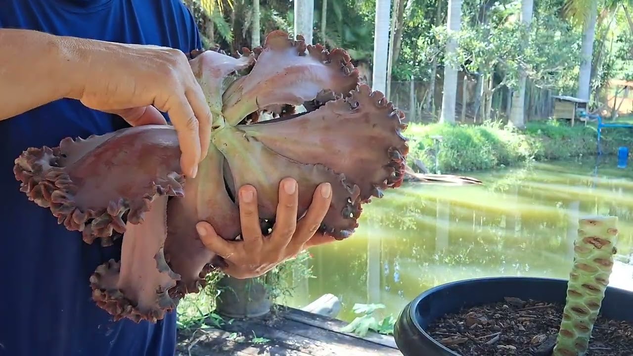 Suculentas gibiflora gigantes. 