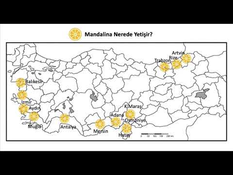 🍊Mandalina Türkiye'de Nerede Yetişir? | Ne Nerede Yetişir #4