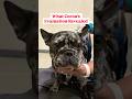 Inside a Vet Rehab Evaluation - What Cocoa's IVDD Exam Actually Found