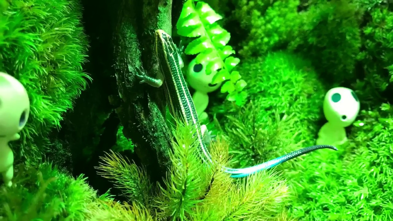 ビバリウム もののけ姫コダマの森 経過報告と生体導入 Youtube