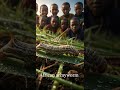 African armyworm Worm Wonders! 🐛 #insects #butterfly #bug #nature #wildlife