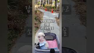 모모의 노견일기 #강아지#강아지산책#강아지유모차#강아지브이로그 #강아지백내장실명#강아지고관절재활운동#노견#노견케어하기#노견20세시대