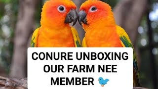 conure unboxing #conure birds unboxing #tamil birds farm # jerusha Birds Farm #conurebreed