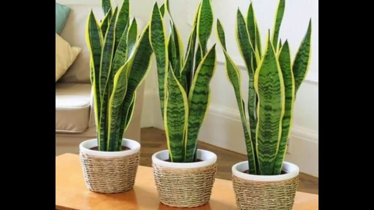 Estas Plantas No Deben Faltar En Tu Casa Cuidado Youtube