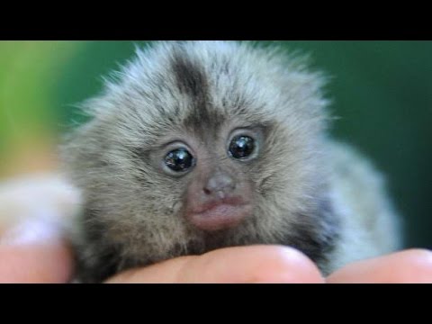 Wideo: Najmniejsza małpa - marmozeta karłowata