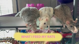 What I Feed My Rats