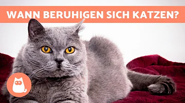 Werden alte Katzen ruhiger?