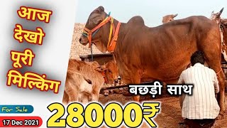 28000₹ Perfect Deal Rathi Cow Milking With Female Calf  Jeetu Chouhan 8290570305 #Rathi Cow Dairy