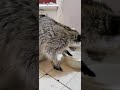 A girl and her raccoon!