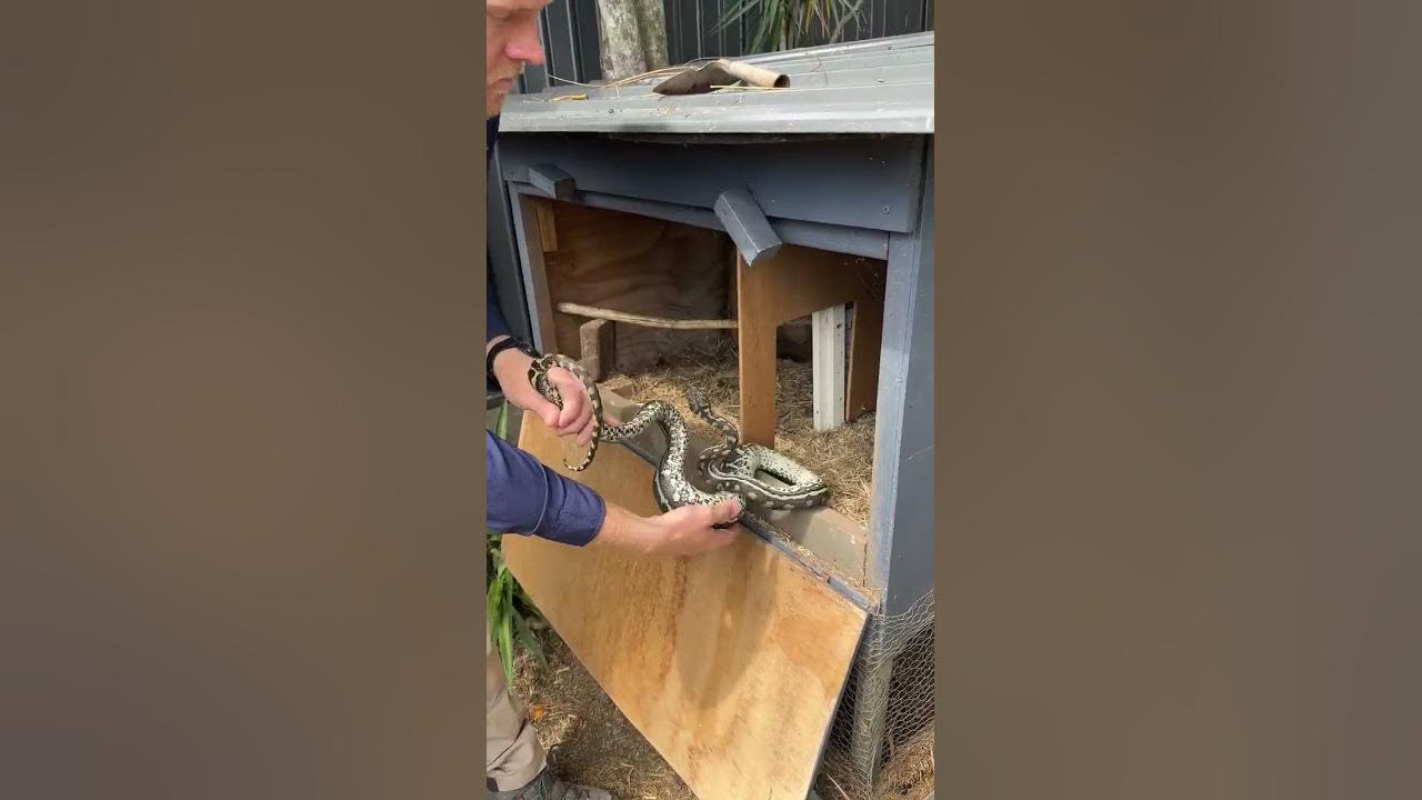 PYTHON IN A CHICKEN COOP! - YouTube