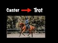 The Canter Trot Transition