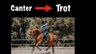 The Canter Trot Transition screenshot 5