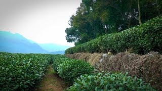 Longjing (龙井) Tea Plantation Hangzhou, China (Kumar ELLAWALA)