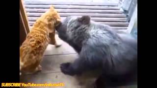 смешное про кошек Видео Кот против Медведя! смешное про кошек Видео Кот против Медведя!