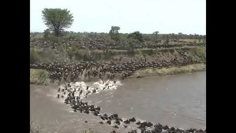 2 million wildebeest decide to cross the treacherous crocodile-infested Mara River