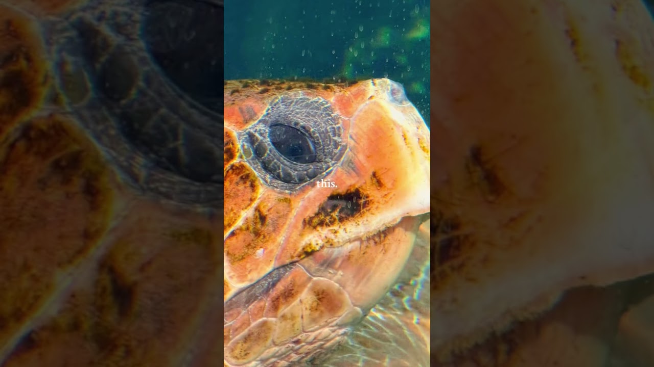 Assista a Musée Océanographique de MONACO #ocean #monaco no YouTube Assista a Musée Océanographique de MONACO #ocean #monaco no YouTube