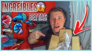 Un suscriptor me manda un paquete de increíbles peces bettas