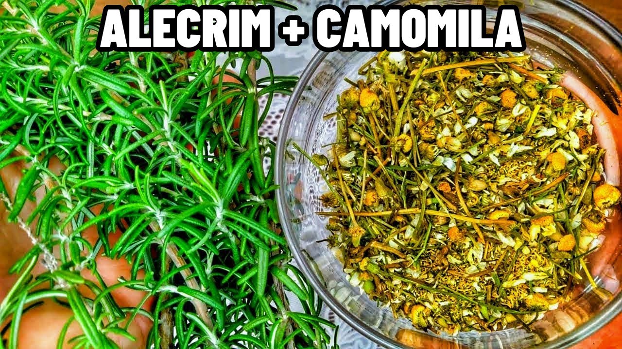 DESCUBRA OS BENEFÍCIOS DO CHÁ DE ALECRIM COM CAMOMILA PARA SUA SAÚDE E ...