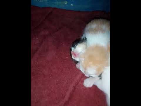 Kucing persia - YouTube
