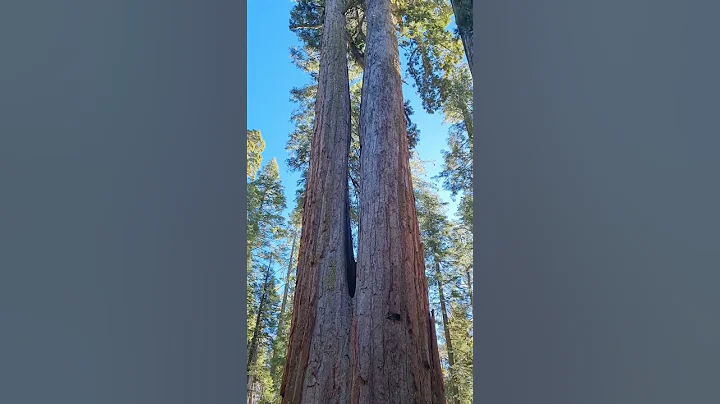 Calaveras Big Trees State Park